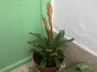 [Foto de planta, jardin, jardineria]