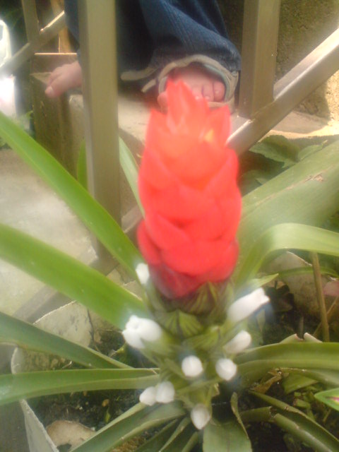 [Foto de planta, jardin, jardineria]