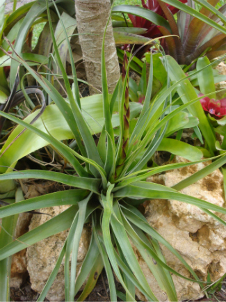 [Foto de planta, jardin, jardineria]