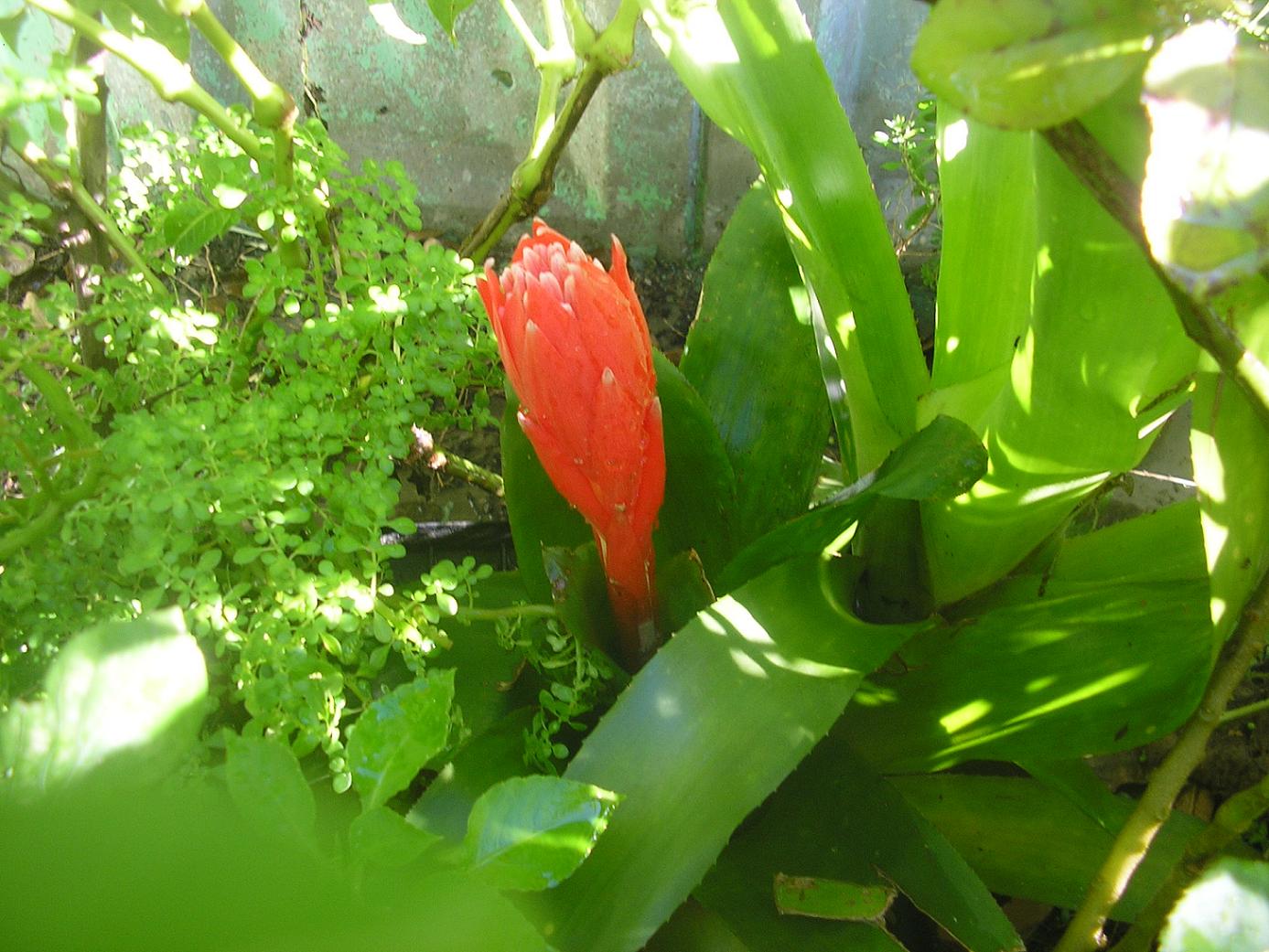 [Foto de planta, jardin, jardineria]