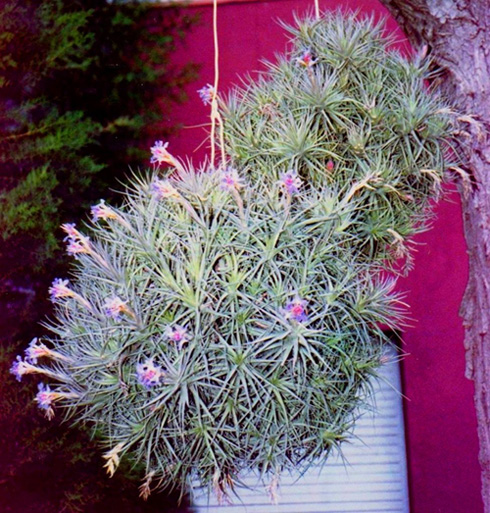 Tillandsia o del aire