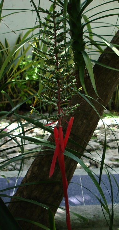 [Foto de planta, jardin, jardineria]