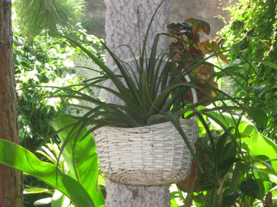 [Foto de planta, jardin, jardineria]