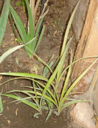 [Foto de planta, jardin, jardineria]