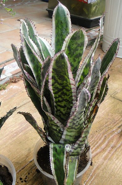 [Foto de planta, jardin, jardineria]