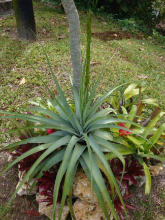 [Foto de planta, jardin, jardineria]