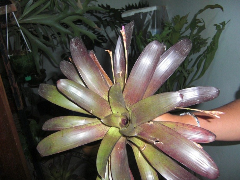 [Foto de planta, jardin, jardineria]