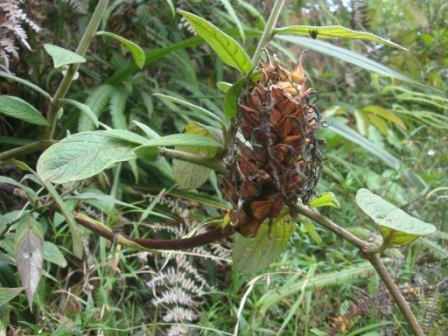 [Foto de planta, jardin, jardineria]