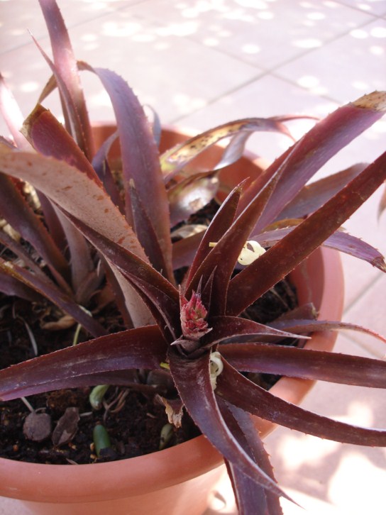 [Foto de planta, jardin, jardineria]