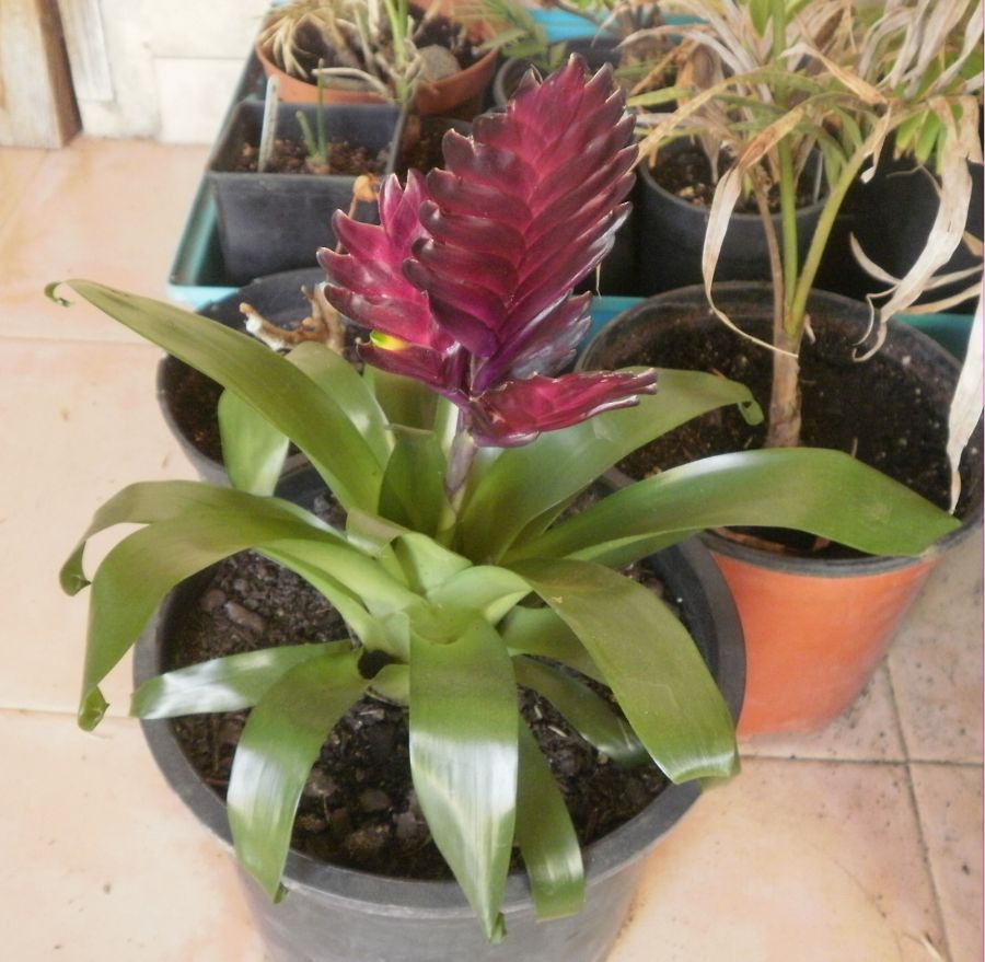 [Foto de planta, jardin, jardineria]