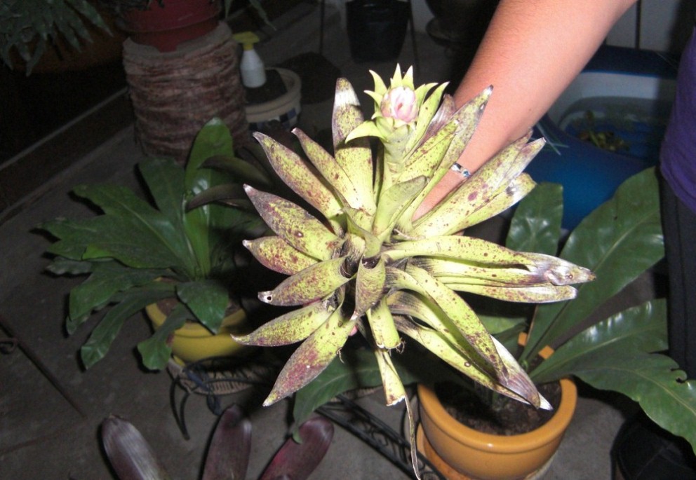 [Foto de planta, jardin, jardineria]