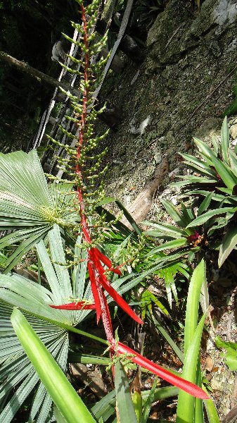 [Foto de planta, jardin, jardineria]