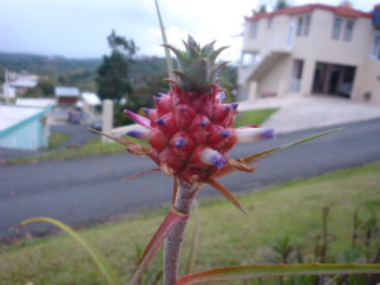 [Foto de planta, jardin, jardineria]