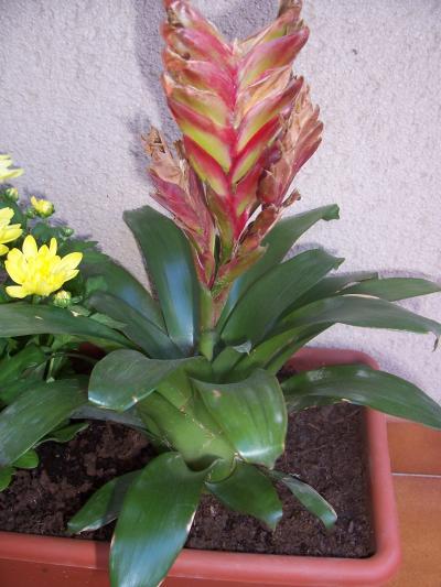 [Foto de planta, jardin, jardineria]