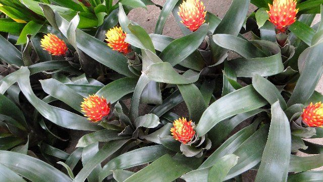 [Foto de planta, jardin, jardineria]