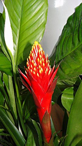 [Foto de planta, jardin, jardineria]