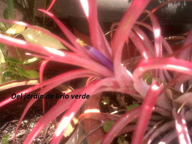 [Foto de planta, jardin, jardineria]