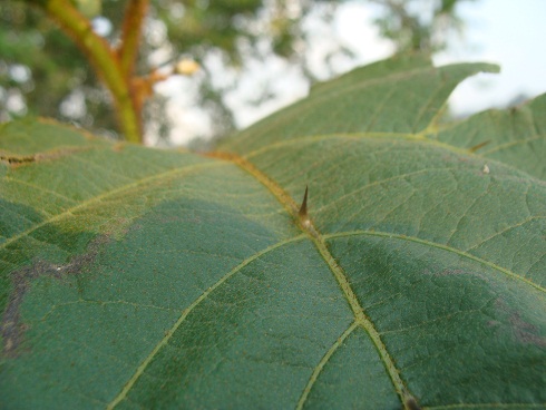 [Foto de planta, jardin, jardineria]