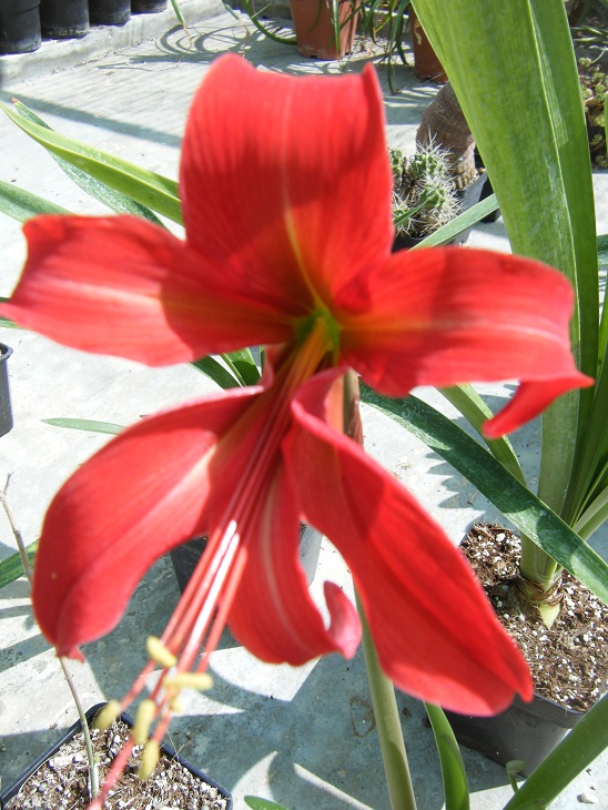 Flor de lis (Sprekelia formosissima)
