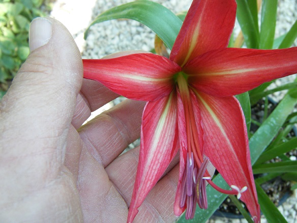 [Foto de planta, jardin, jardineria]