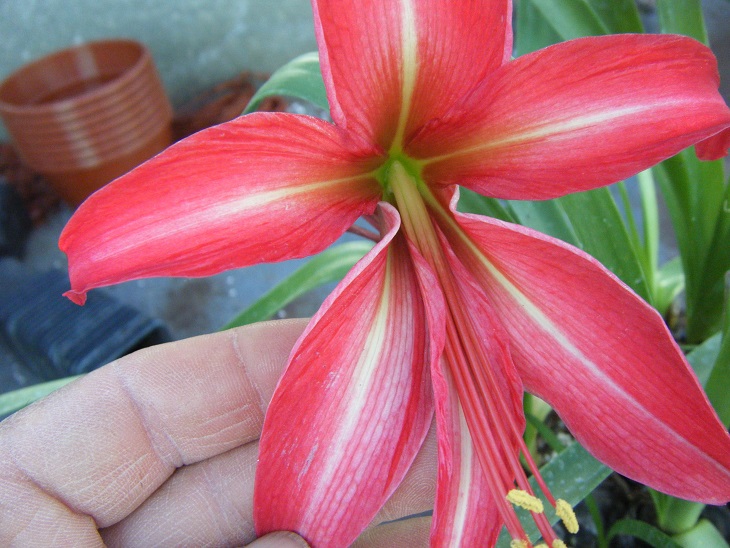 [Foto de planta, jardin, jardineria]