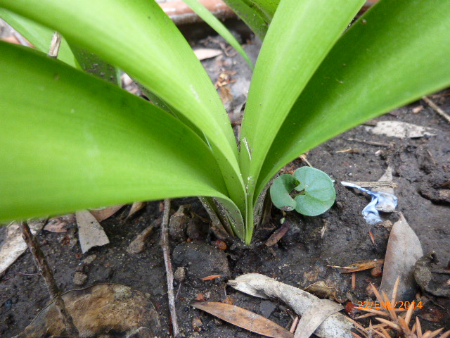 [Foto de planta, jardin, jardineria]