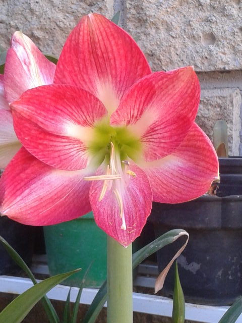 [Foto de planta, jardin, jardineria]