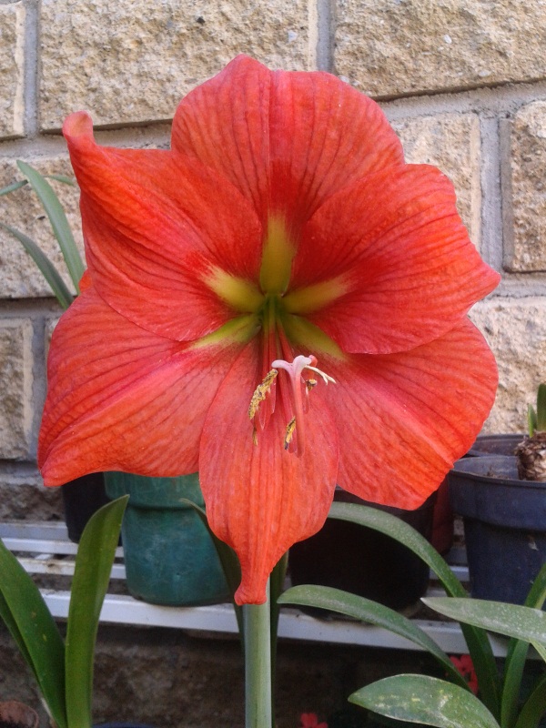 [Foto de planta, jardin, jardineria]