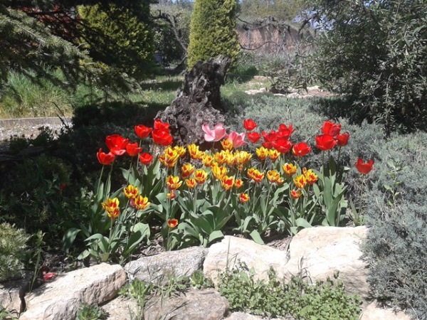 [Foto de planta, jardin, jardineria]