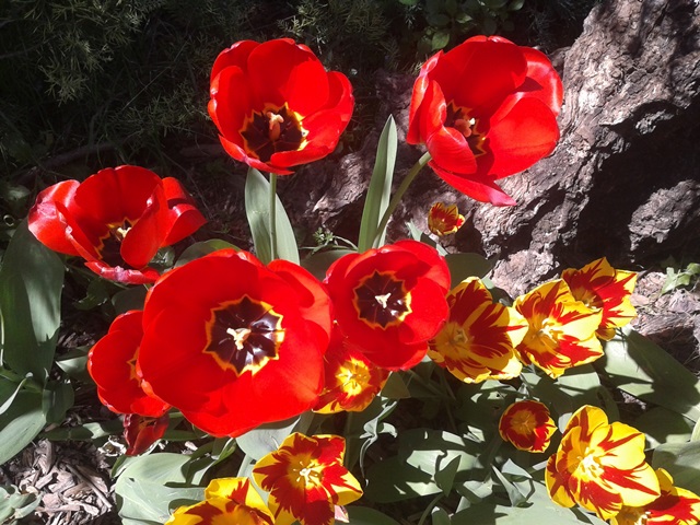 [Foto de planta, jardin, jardineria]