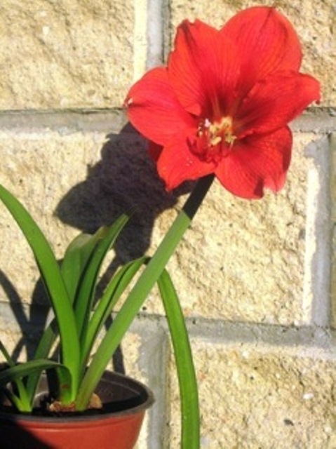 [Foto de planta, jardin, jardineria]