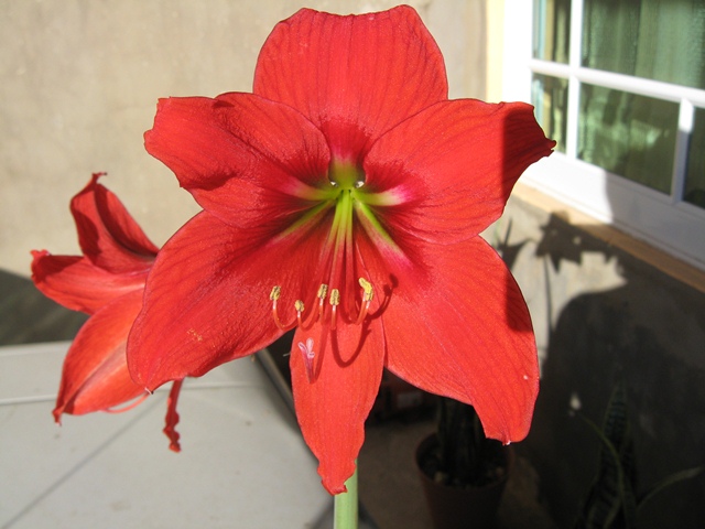 [Foto de planta, jardin, jardineria]