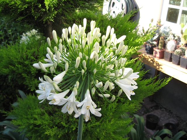 [Foto de planta, jardin, jardineria]