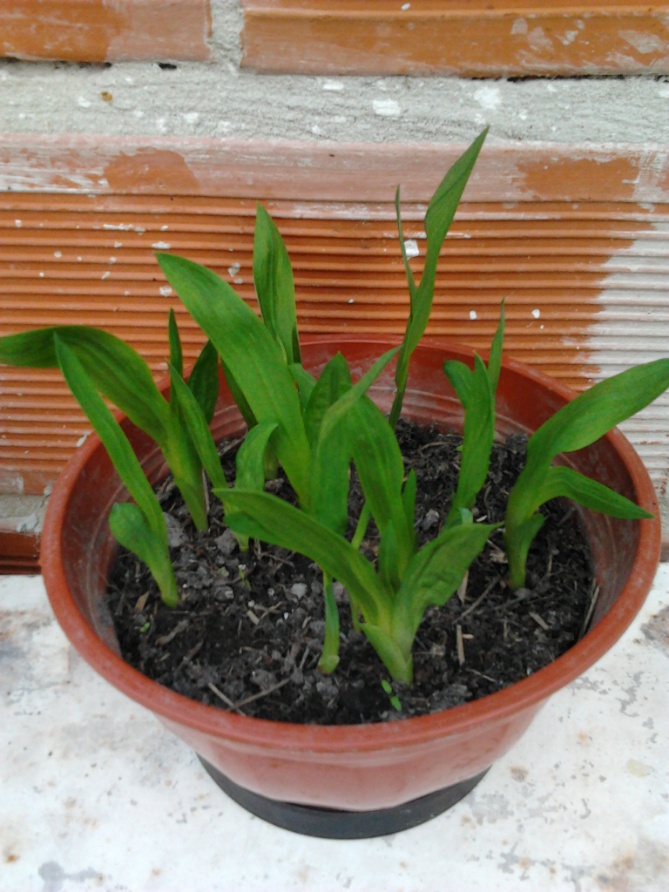 [Foto de planta, jardin, jardineria]