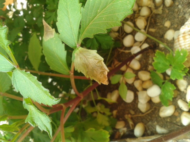 [Foto de planta, jardin, jardineria]