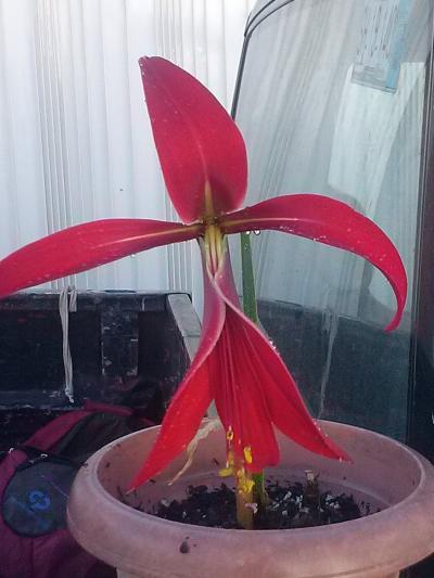 [Foto de planta, jardin, jardineria]