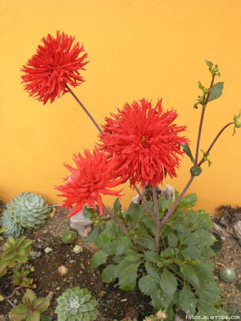 [Foto de planta, jardin, jardineria]