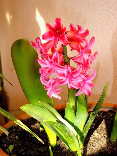 [Foto de planta, jardin, jardineria]