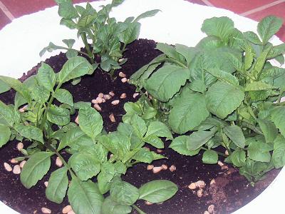 [Foto de planta, jardin, jardineria]