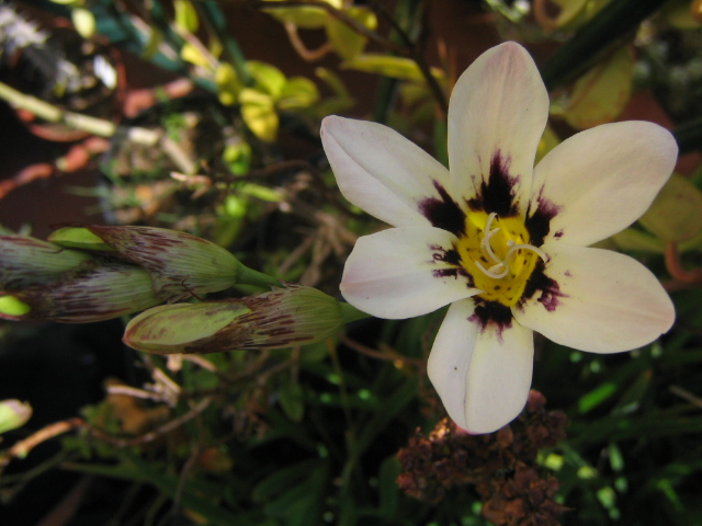 [Foto de planta, jardin, jardineria]