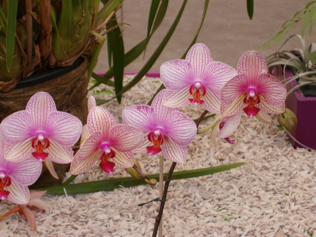 [Foto de planta, jardin, jardineria]