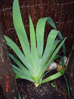 [Foto de planta, jardin, jardineria]