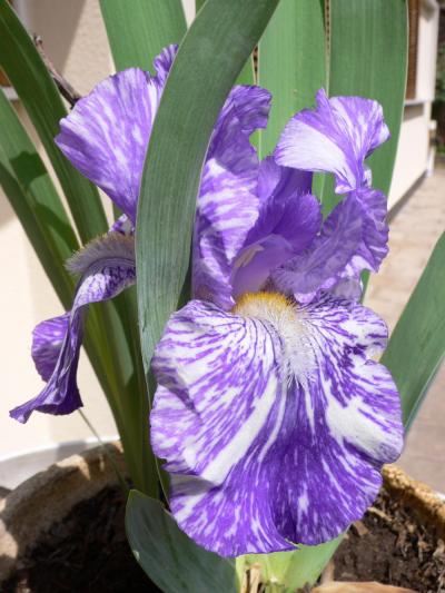[Foto de planta, jardin, jardineria]