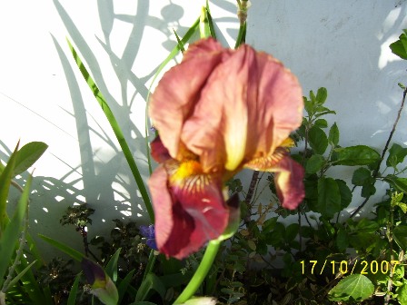 [Foto de planta, jardin, jardineria]