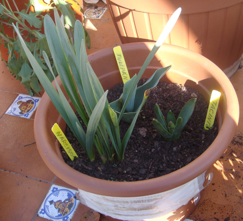 [Foto de planta, jardin, jardineria]