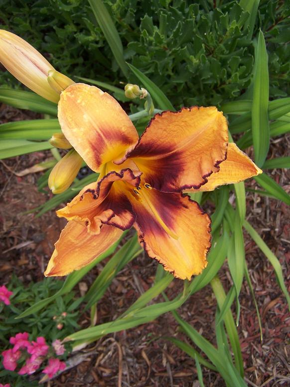 [Foto de planta, jardin, jardineria]