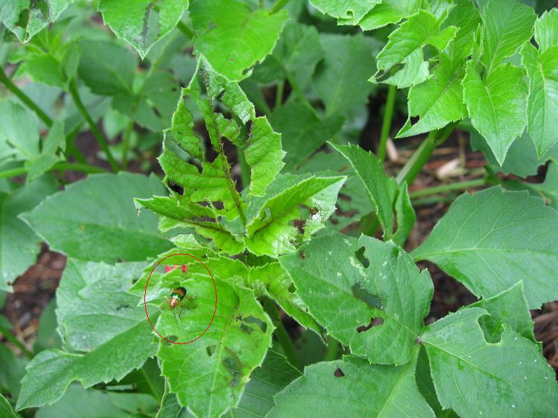 [Foto de planta, jardin, jardineria]