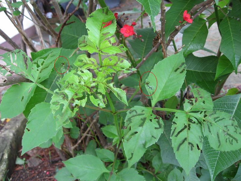 [Foto de planta, jardin, jardineria]