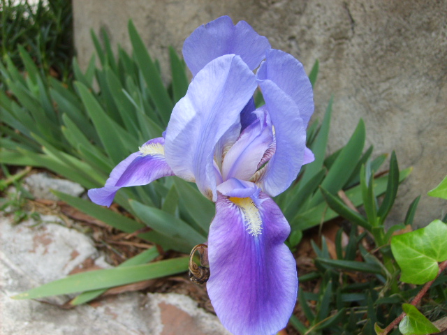 [Foto de planta, jardin, jardineria]