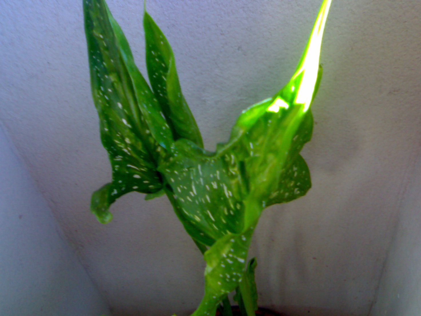 [Foto de planta, jardin, jardineria]
